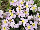 11 Pink Flowers Close Up Near Gasherbrum North Base Camp in China 